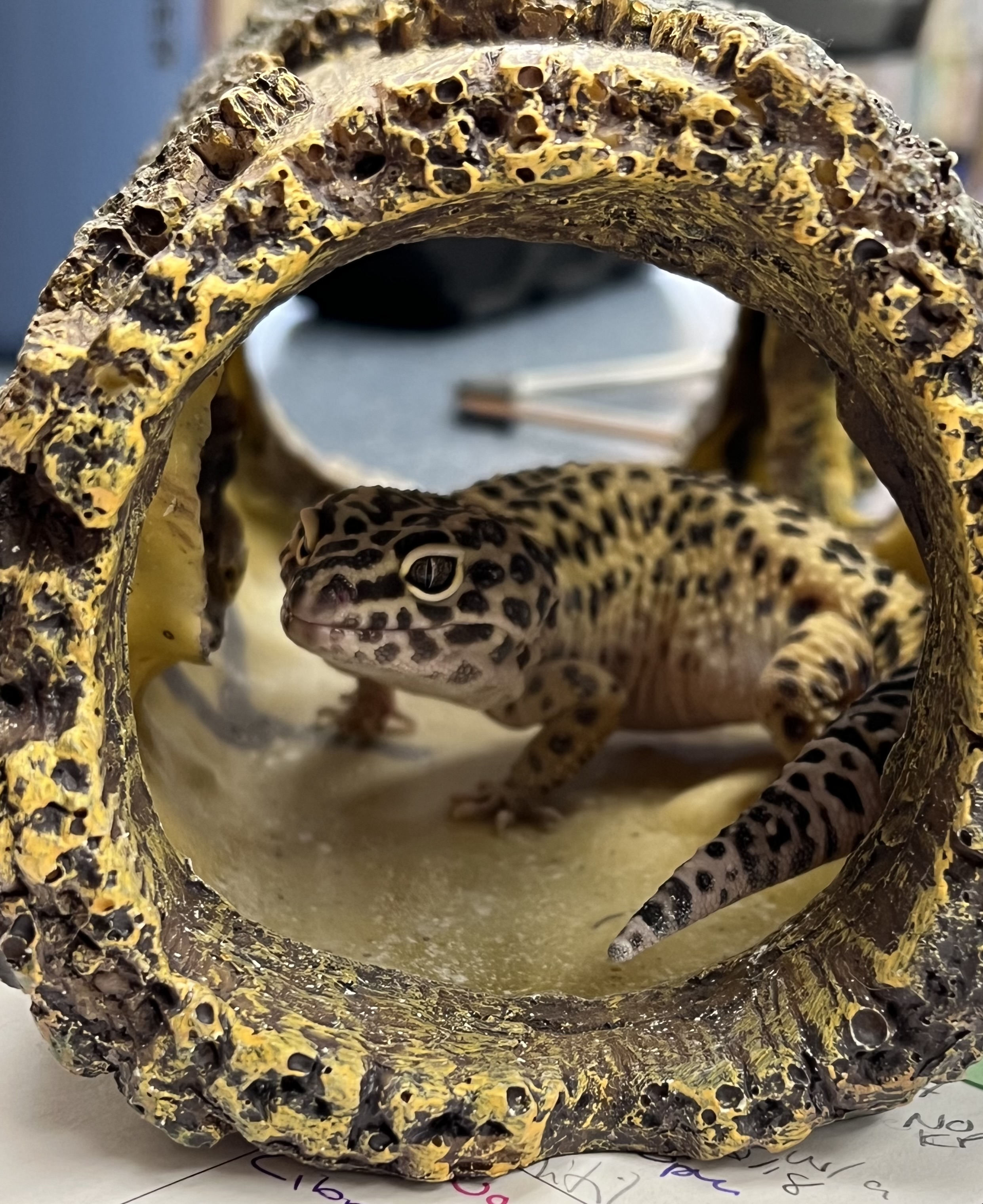 Gus the Leopard Gecko